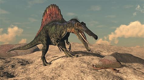 why did spinosaurus go extinct.